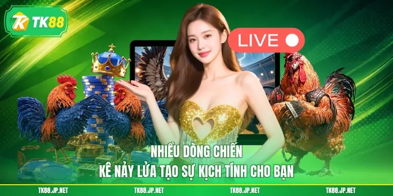 Nhiều dòng chiến kê nảy lửa tạo sự kịch tính cho bạn